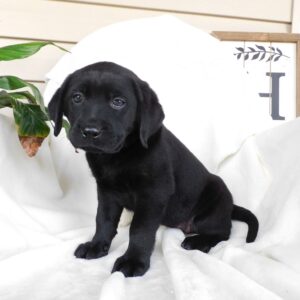 Black Labrador Retriever Puppy