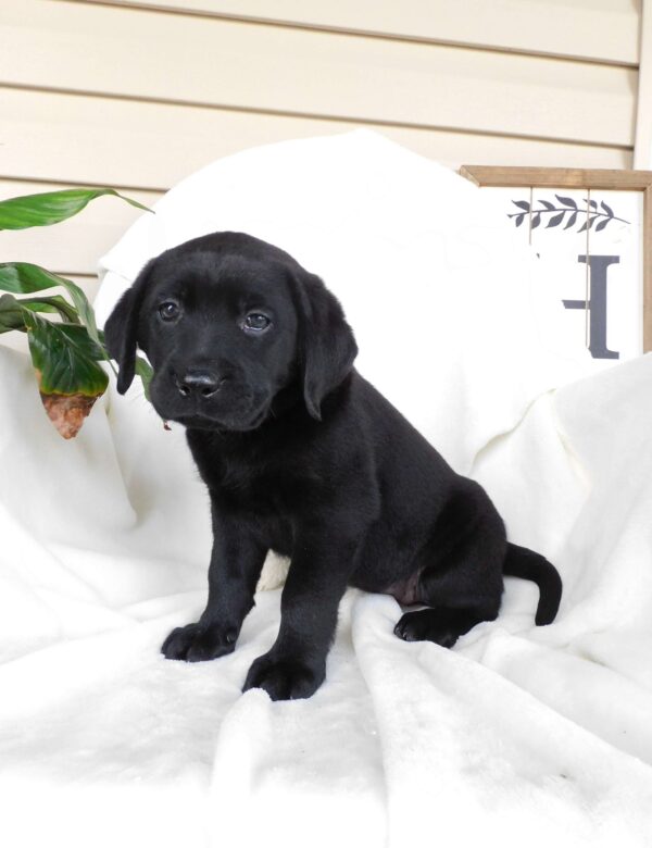 Black Labrador Retriever Puppy
