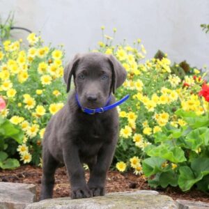 Charcoal Labrador Retriever Puppy