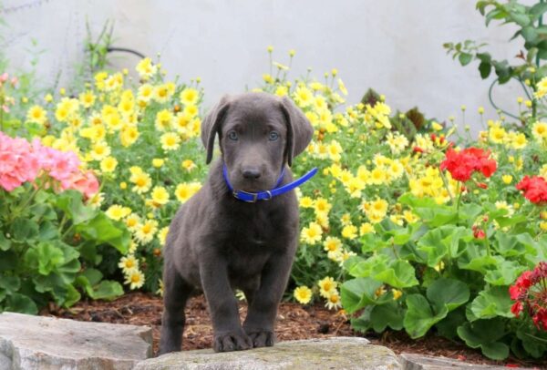 Charcoal Labrador Retriever Puppy