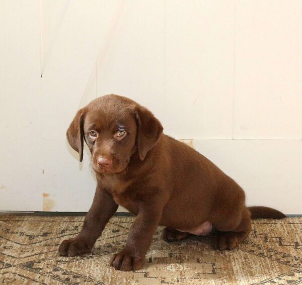 Rosie