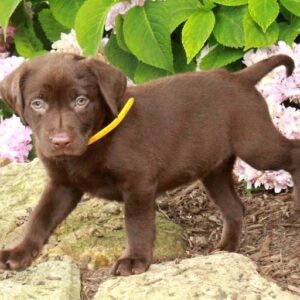Chocolate Labrador Retriever Puppy