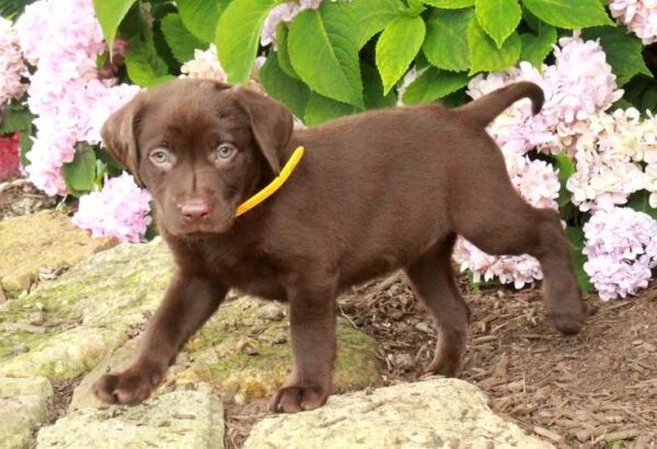 Chocolate Labrador Retriever Puppy