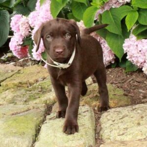 Chocolate Labrador Retriever Puppy