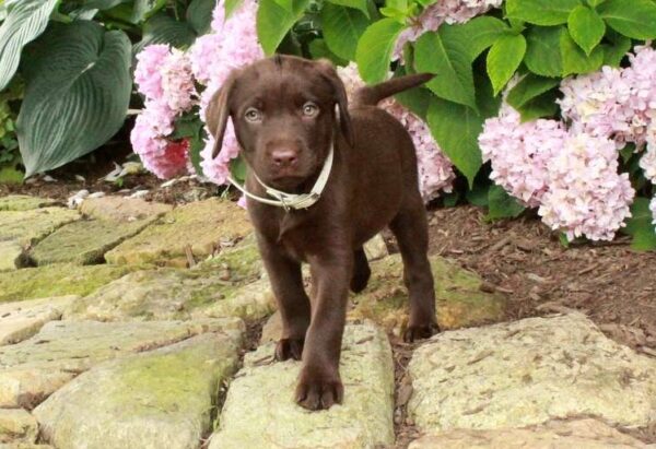 Chocolate Labrador Retriever Puppy