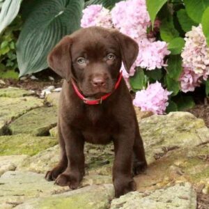 Chocolate Labrador Retriever Puppy