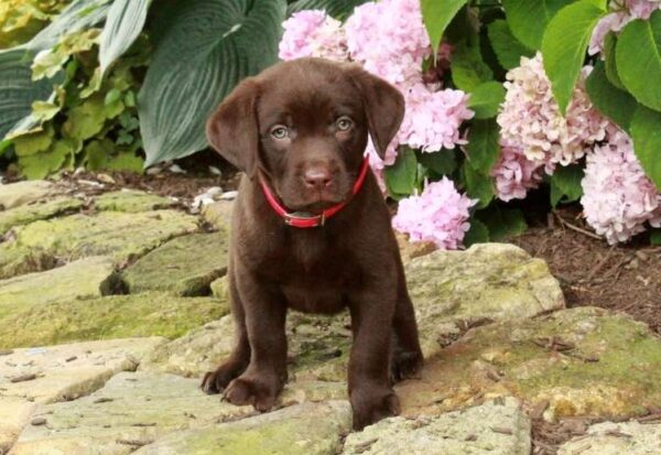 Chocolate Labrador Retriever Puppy