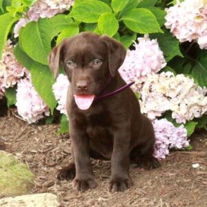 Chocolate Labrador Retriever Puppy