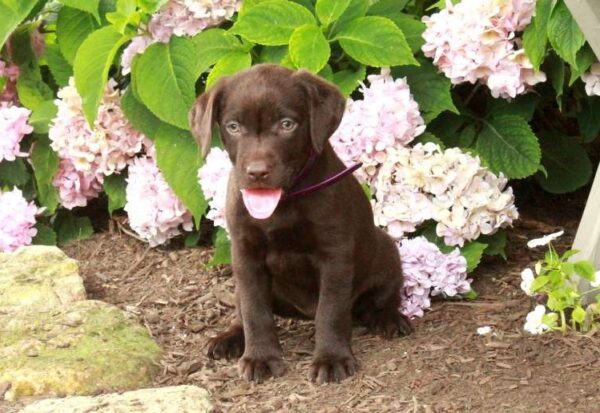Chocolate Labrador Retriever Puppy