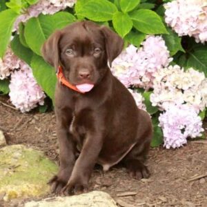 Chocolate Labrador Retriever Puppy