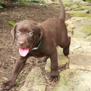 Chocolate Labrador Retriever Puppy