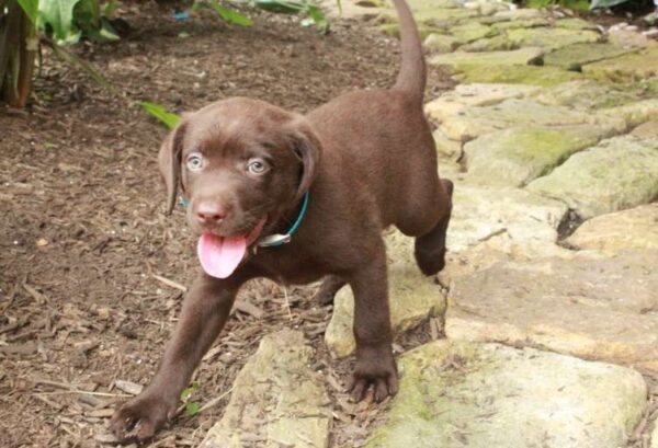 Chocolate Labrador Retriever Puppy