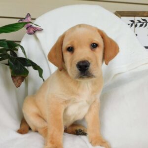 Fox Red Labrador Retriever Puppies