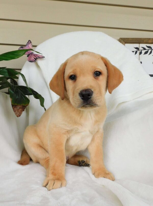 Fox Red Labrador Retriever Puppies