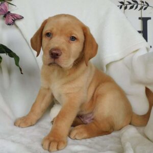 Fox Red Labrador Retriever Puppies