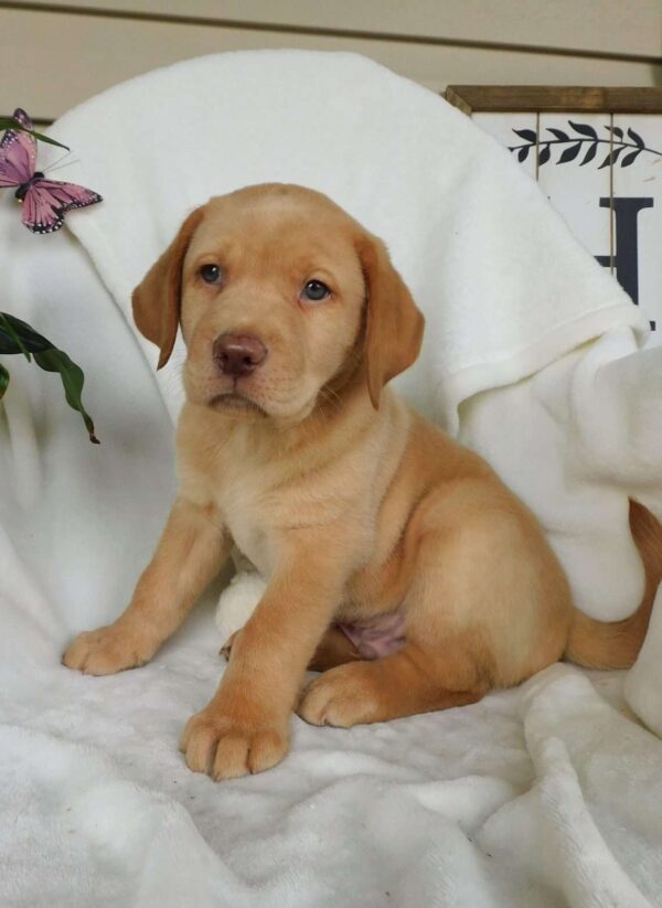 Fox Red Labrador Retriever Puppies