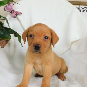 Fox Red Labrador Retriever Puppy