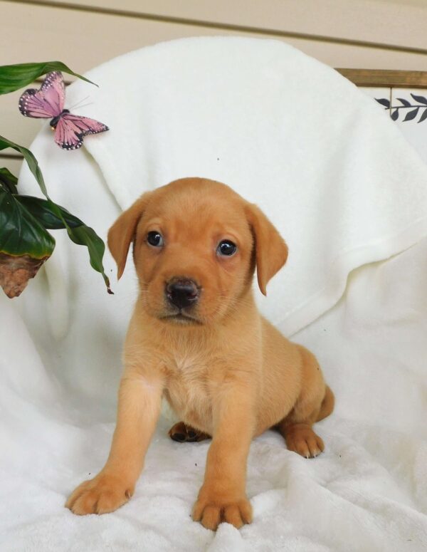 Fox Red Labrador Retriever Puppy