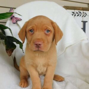 Fox Red Labrador Retriever Puppy
