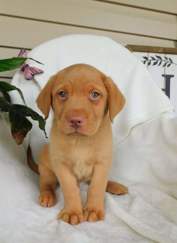Fox Red Labrador Retriever Puppy