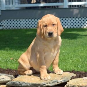 Fox Red Labrador Retriever Puppy