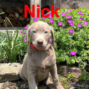 Silver Labrador Retriever Puppy