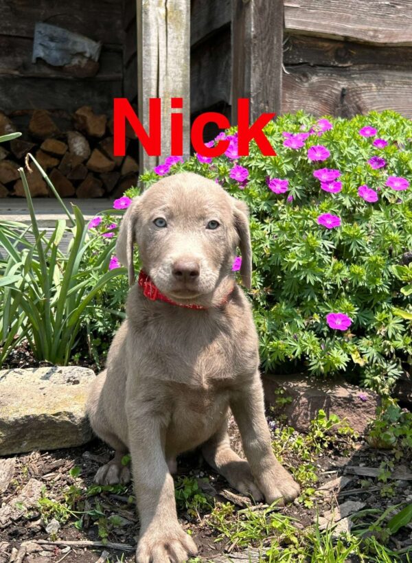 Silver Labrador Retriever Puppy