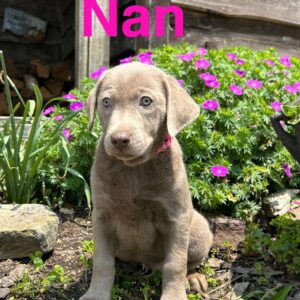 Silver Labrador Retriever Puppy