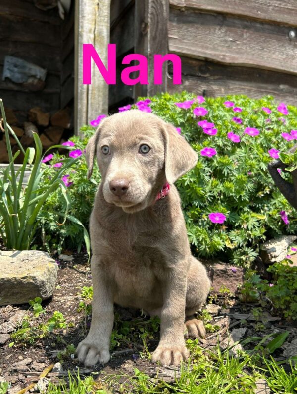Silver Labrador Retriever Puppy