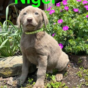 Silver Labrador Retriever Puppy