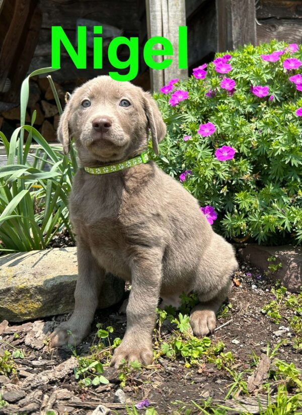 Silver Labrador Retriever Puppy