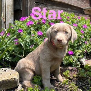 Silver Labrador Retriever Puppy
