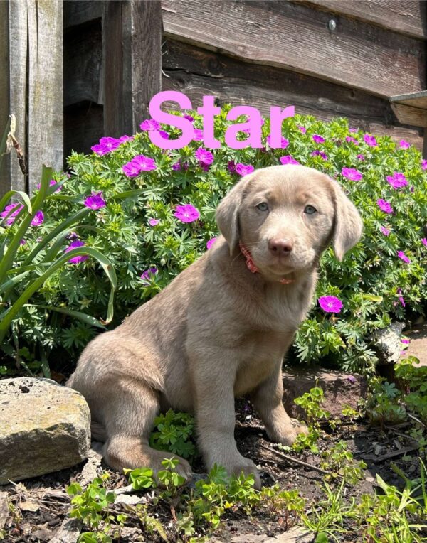 Silver Labrador Retriever Puppy