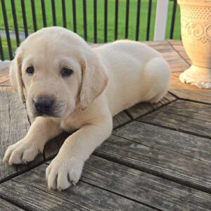 Yellow Labrador Retriever Puppy