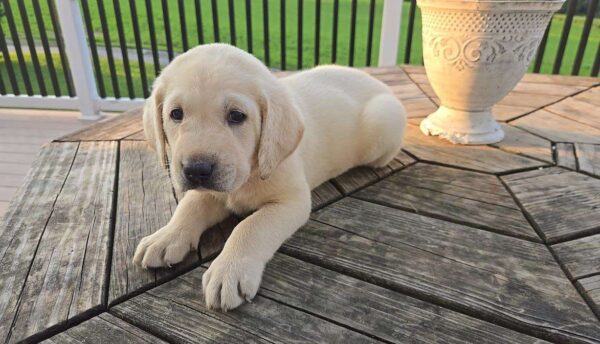 Yellow Labrador Retriever Puppy