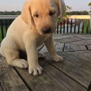 Yellow Labrador Retriever Puppy