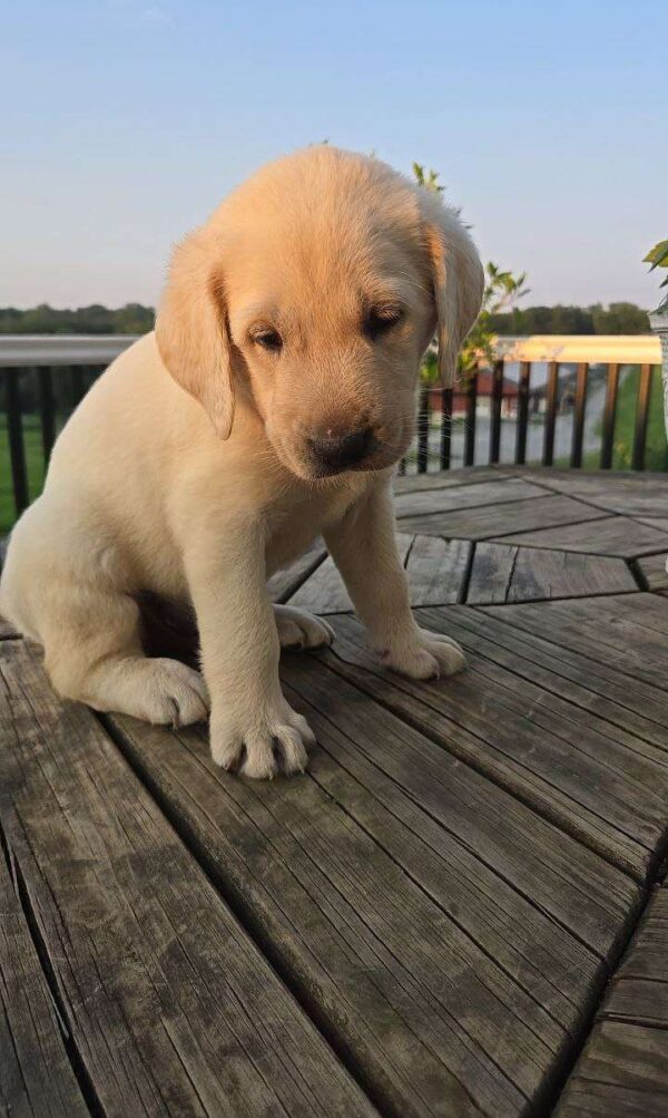 Yellow Labrador Retriever Puppy