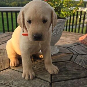 Yellow Labrador Retriever Puppy