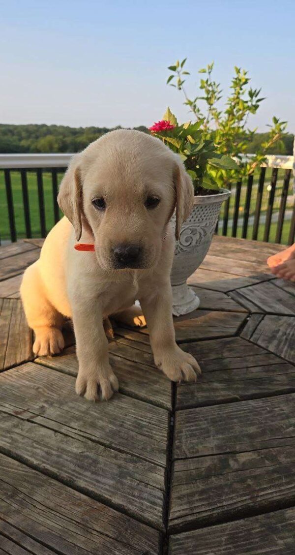Yellow Labrador Retriever Puppy