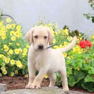 Yellow Labrador Retriever Puppy