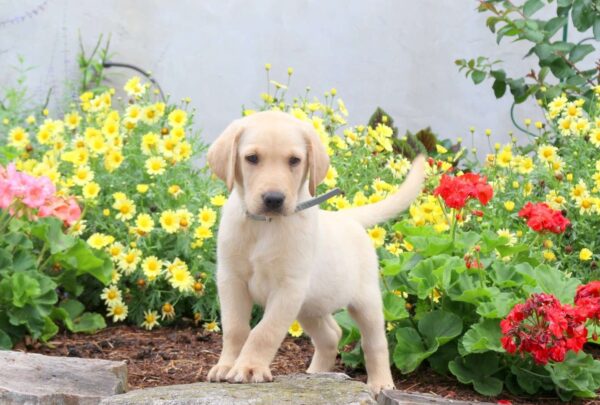 Yellow Labrador Retriever Puppy