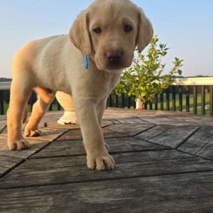 Yellow Labrador Retriever Puppy