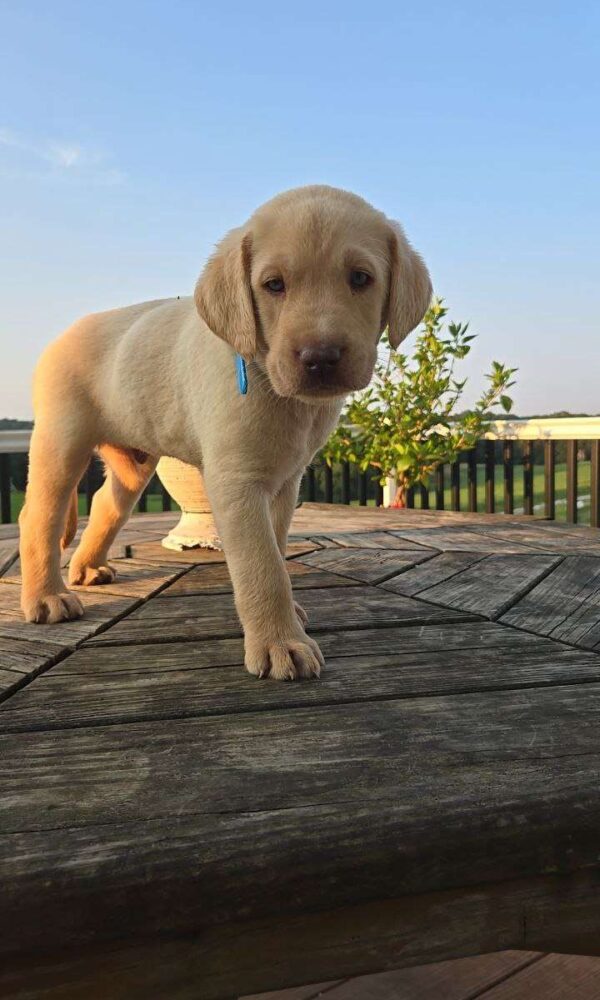 Yellow Labrador Retriever Puppy