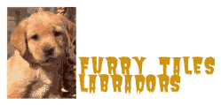 FURRY TALES LABRADORS